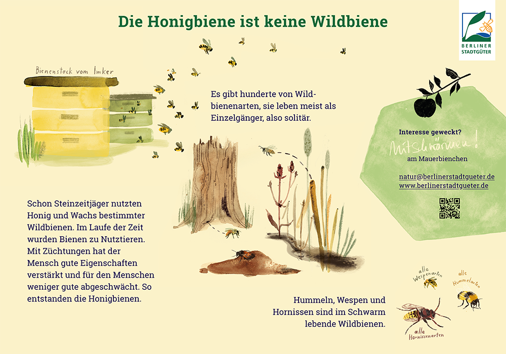 210430_Schild_HonigbieneIstKeineWildbiene(1)